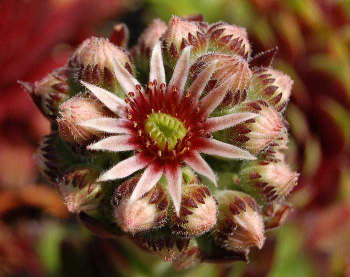 Sempervivum Dachwurz Hauswurz